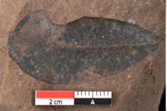 Foto (Detailansicht) von Xylomites daphnes Ettingshausen (NHMW-GEO-2024-0188-0060)